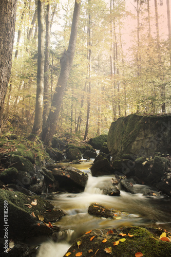 stream of a river in a leafy forest