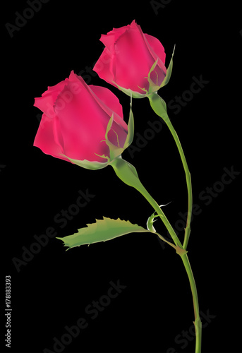 Fototapeta Naklejka Na Ścianę i Meble -  deep red rose flower with two buds on black