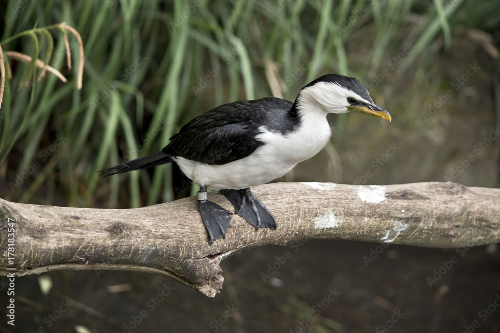 Fototapeta premium pied cormorant