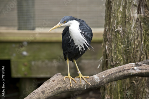 pied heron photo