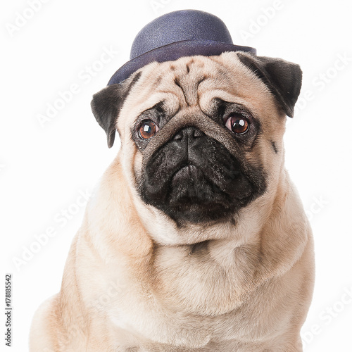 Portrait of a pug dog in a hat. Handsome pug in the hat isolated © Mariana