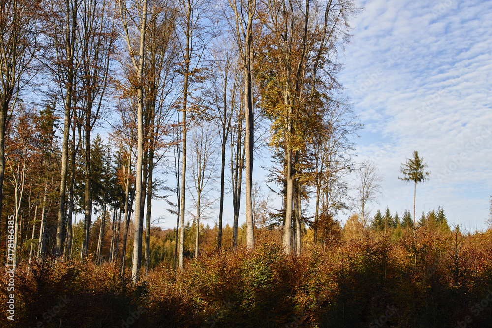 Wald im Herbst Wald im Herbst