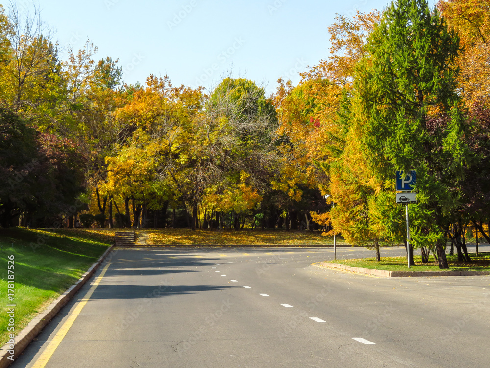 Golden autumn trees along road