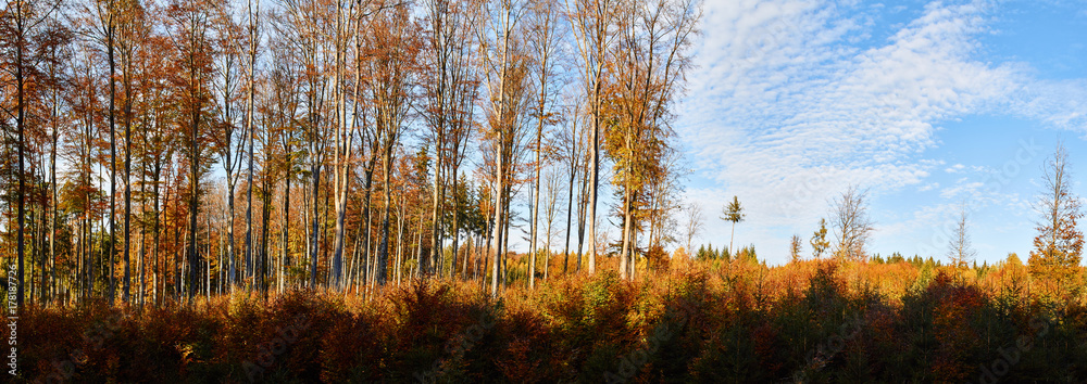Wald im Herbst, Panorama Wald im Herbst, Panorama