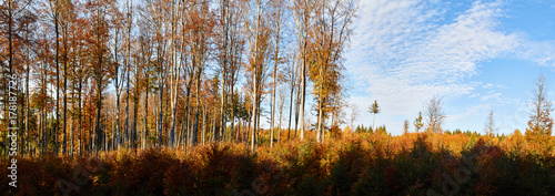 Wald im Herbst  Panorama
