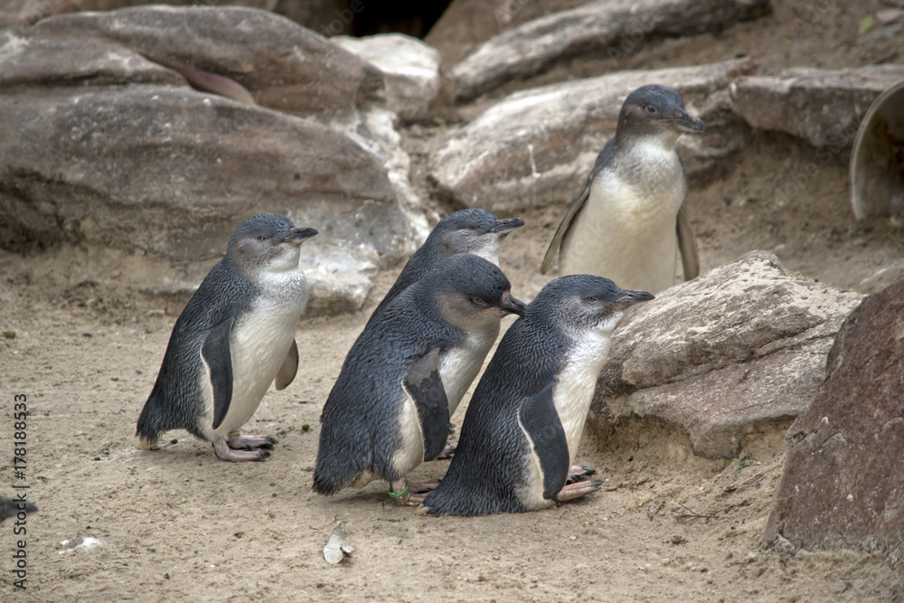 Obraz premium penguin colony