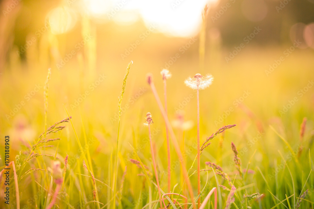 Colorful summer meadow, tranquil nature scene