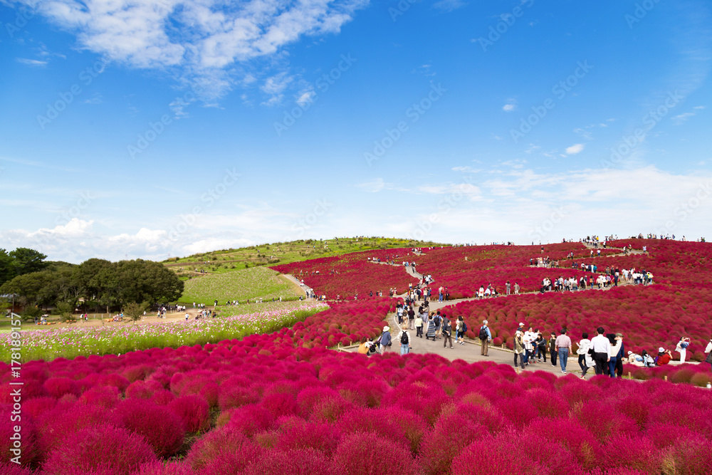 Fototapeta premium turystów korzystających piękny widok wzgórze roślin kochia w sezonie jesiennym z błękitne niebo w Hitachi Seaside Park, Ibaraki, Japonia. Hitachi Seaside Park to popularna miejscowość turystyczna w Japonii.