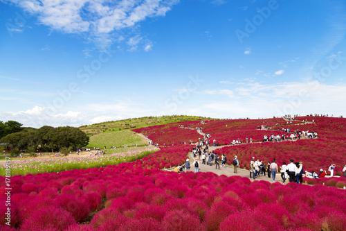  tourists enjoying beautiful view of kochia plant hill in autumn season with blue sky at Hitachi Seaside Park, Ibaraki, Japan. Hitachi Seaside Park is a popular tourist destination in Japan. photo