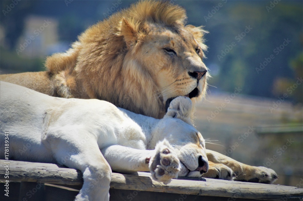 Fototapeta premium Lion Couple enjoying each other