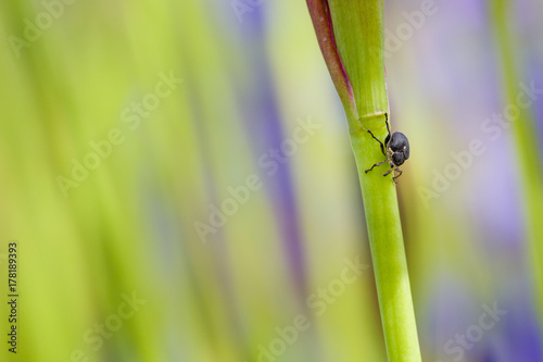 Closeup of weevil snout beetle visiting iris sibirica sibirian iris in spring in front of natural green background with copyspace. Selective focus. Shallow depth of field.