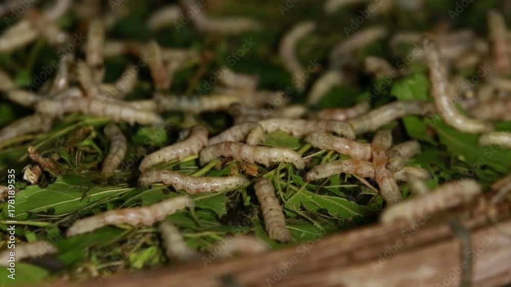 Silkworms squirm inside a basket. Silkworms squirm inside a basket.