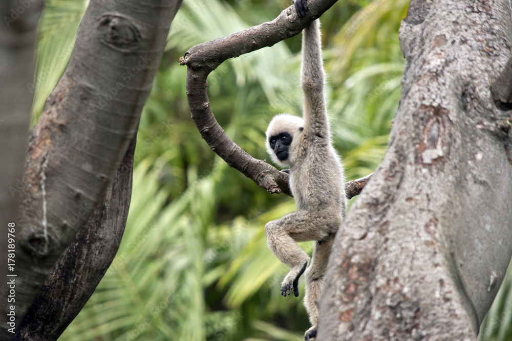 white faced gibbon