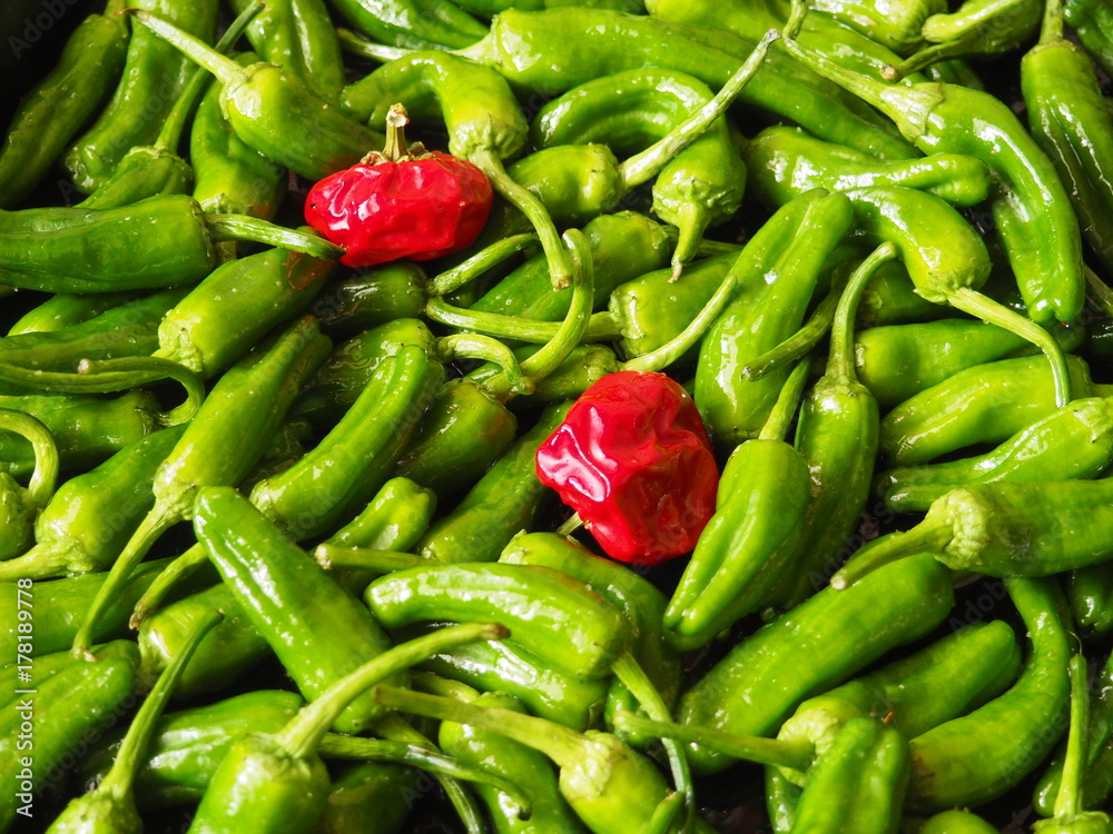pimientos del padrón pimientos del padrón