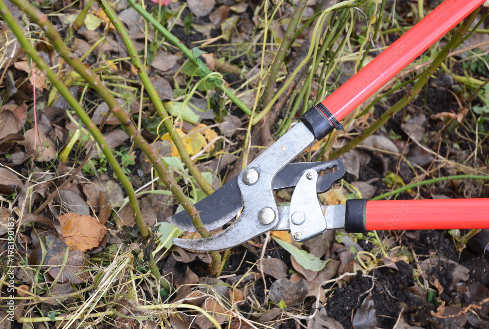 Pruning and Training Climbing Roses with Garden Pruning Scissors. Rose pruning in late autumn. Prune Climbing Roses. Pruning and Training Climbing Roses with Garden Pruning Scissors. Rose pruning in late autumn. Prune Climbing Roses.
