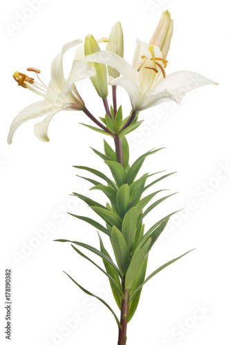 isolated white lily flower with three buds