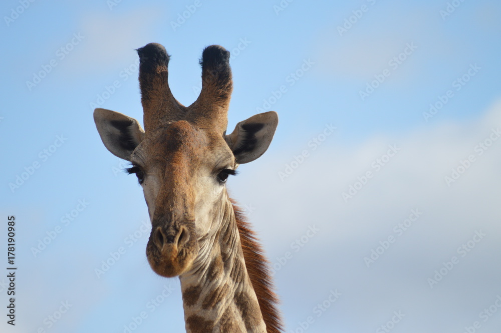 Obraz premium Giraffe detailed
