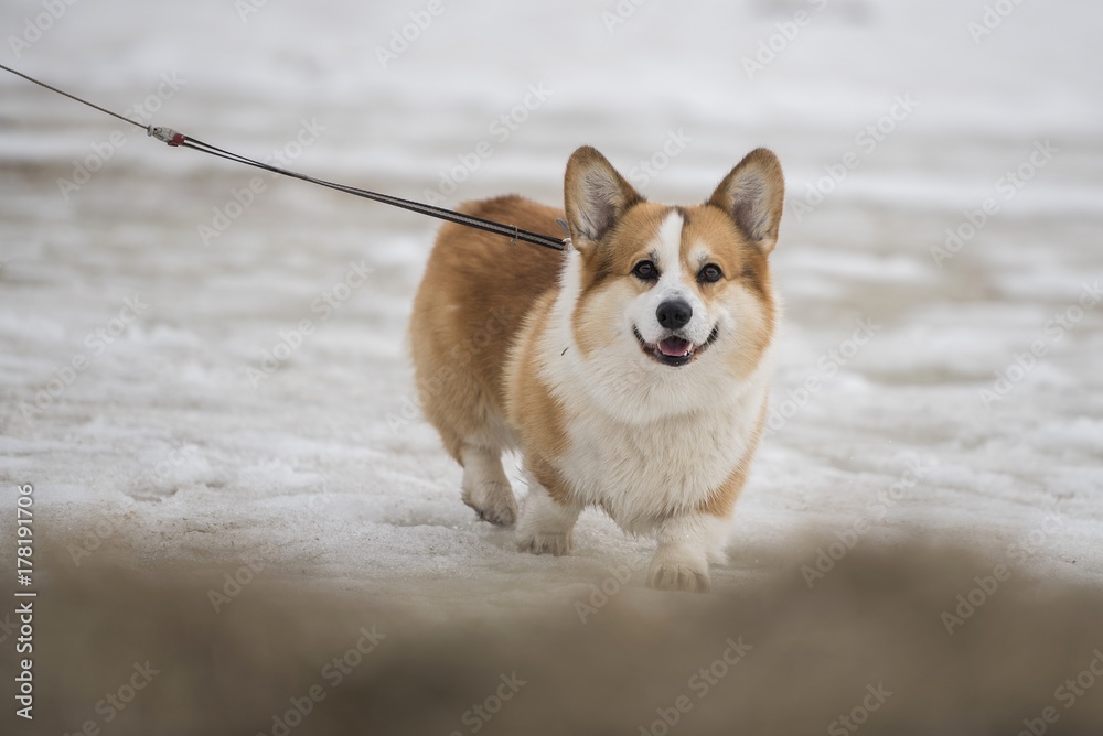 Corgi walks through the snow. Corgi walks through the snow.