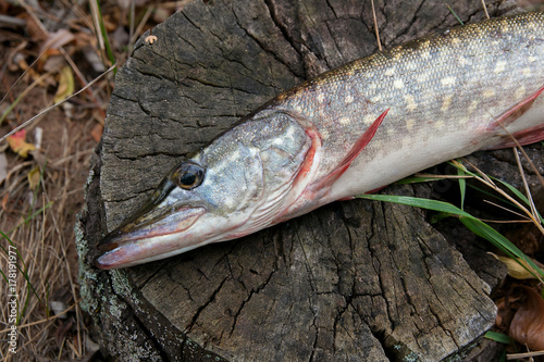 Close up view of freshwater pike fish lies on a wooden hemp..