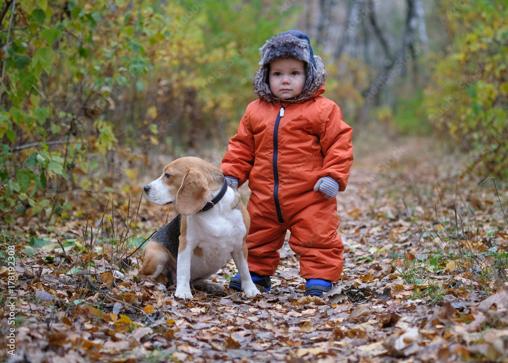 European boy and the Beagle in autumn forest
