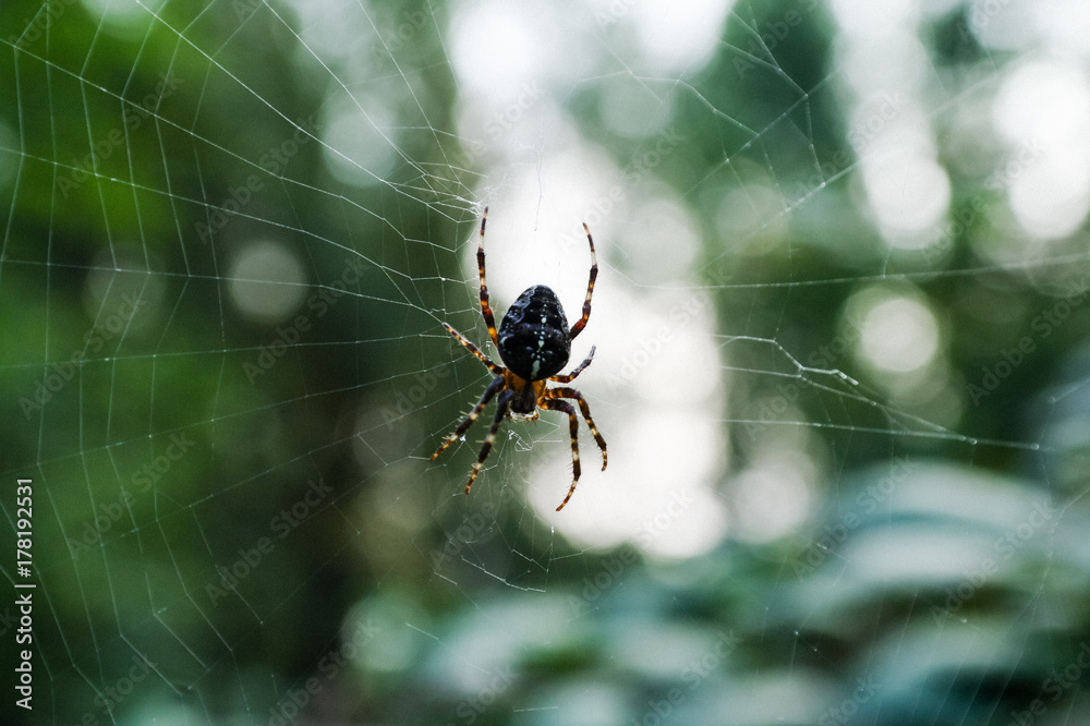 Obraz premium Spinne im Spinnennetz