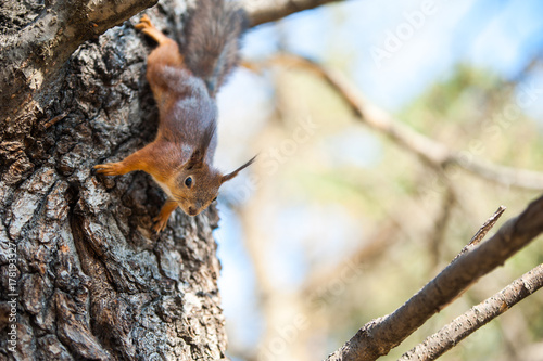 Squirrel on the tree   © Mariana