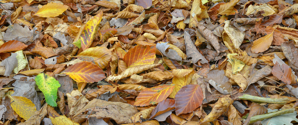 Banner Herbstlaub Banner Herbstlaub
