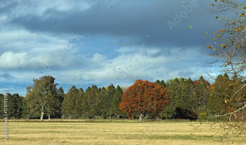 autumn in the forest at Moy, Scotland  photo