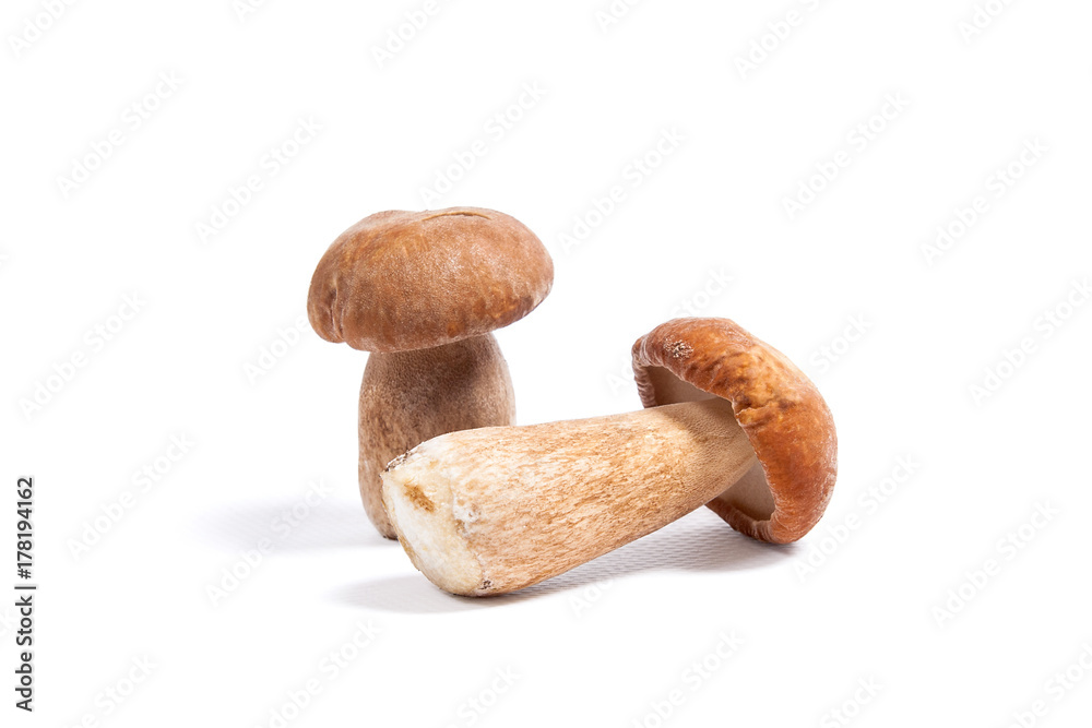 Two porcini mushroom known as boletus edulis isolated on white background. Two porcini mushroom known as boletus edulis isolated on white background.