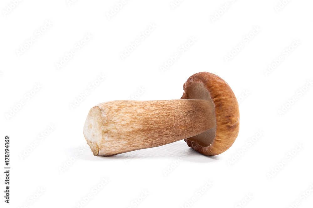 Single Porcini mushroom known as boletus edulis isolated on white background. Single Porcini mushroom known as boletus edulis isolated on white background.