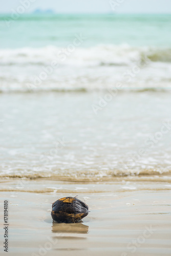 an old wet coconut that threw the sea ashore, lies on a sandy beach