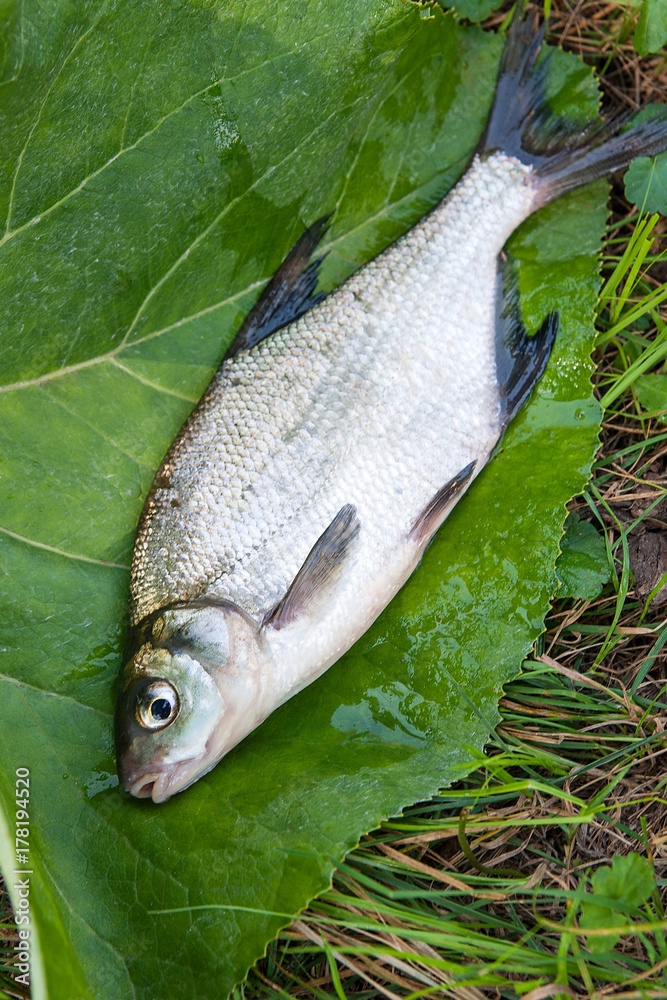 Many Kinds of Natural Freshwater Fish Stock Photo - Image of