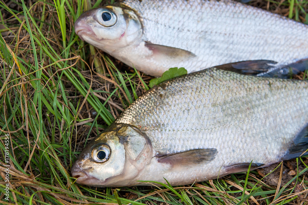 Freshwater common bream and white bream or silver bream fish on natural background..