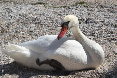 un bellissimo cigno sulla sponda del lago photo