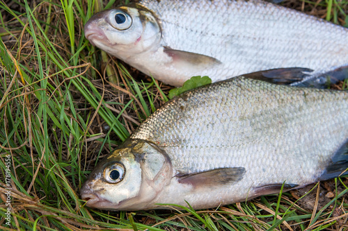 Freshwater common bream and white bream or silver bream fish on natural background..