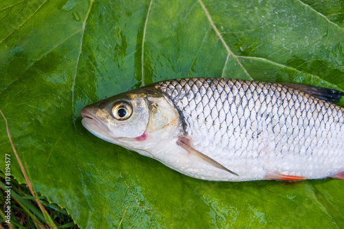 Fototapeta Naklejka Na Ścianę i Meble -  View of the European chub fish on the natural background. .