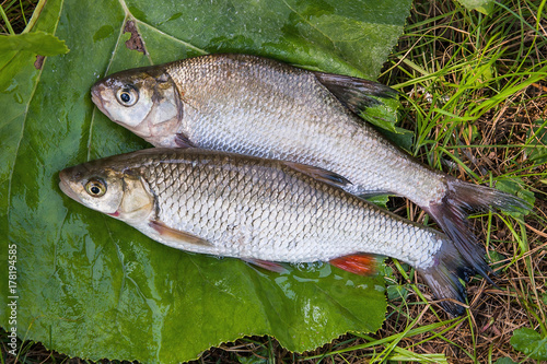 Freshwater common bream and European chub fish on natural background..
