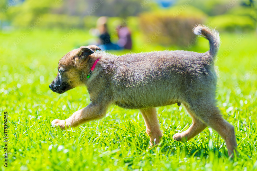 active little puppy running around on green grass on a sunny day active little puppy running around on green grass on a sunny day