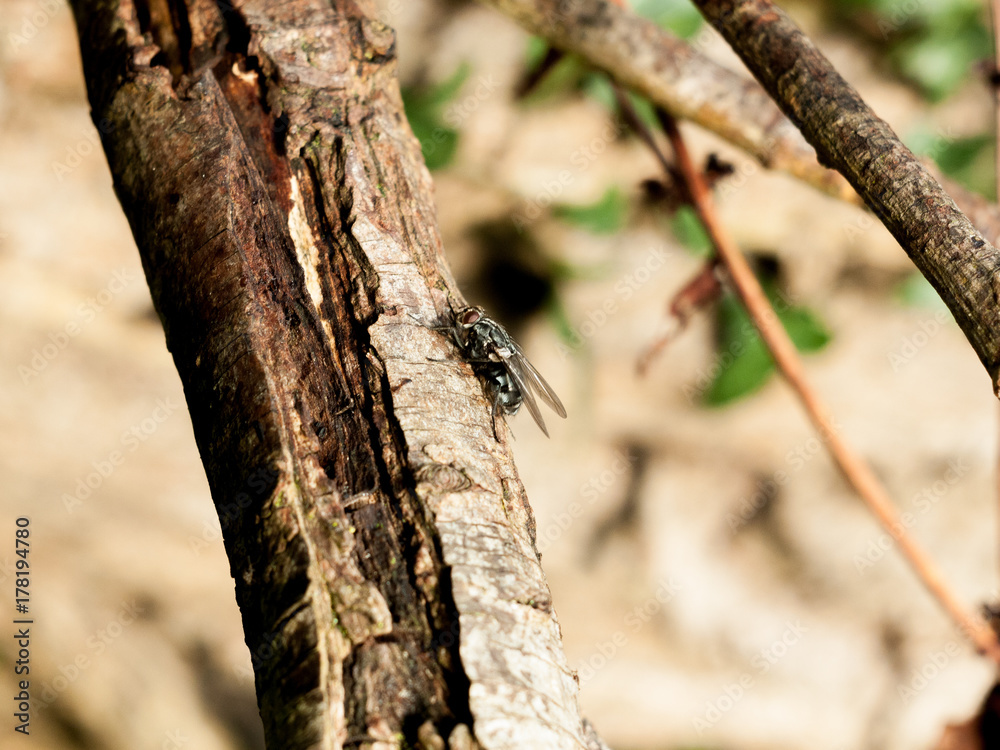 ugly flesh fly on wood close up ugly flesh fly on wood close up