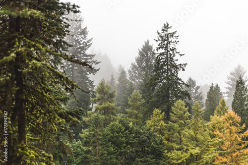 Foggy Forest in Fall © Shane Cotee