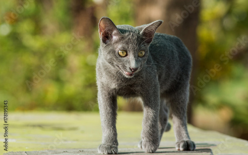 Photos blue cat