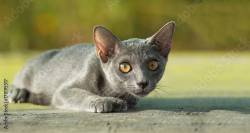 Obraz na płótnie blue cat