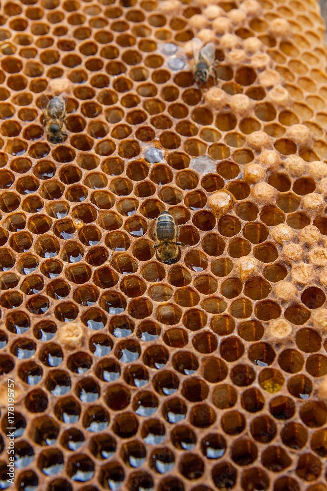 Close up view of the working bee on the honeycomb with sweet honey..