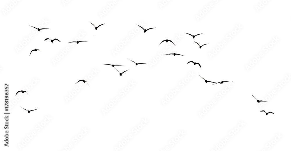 Fototapeta premium sylwetka stada ptaków na białym tle