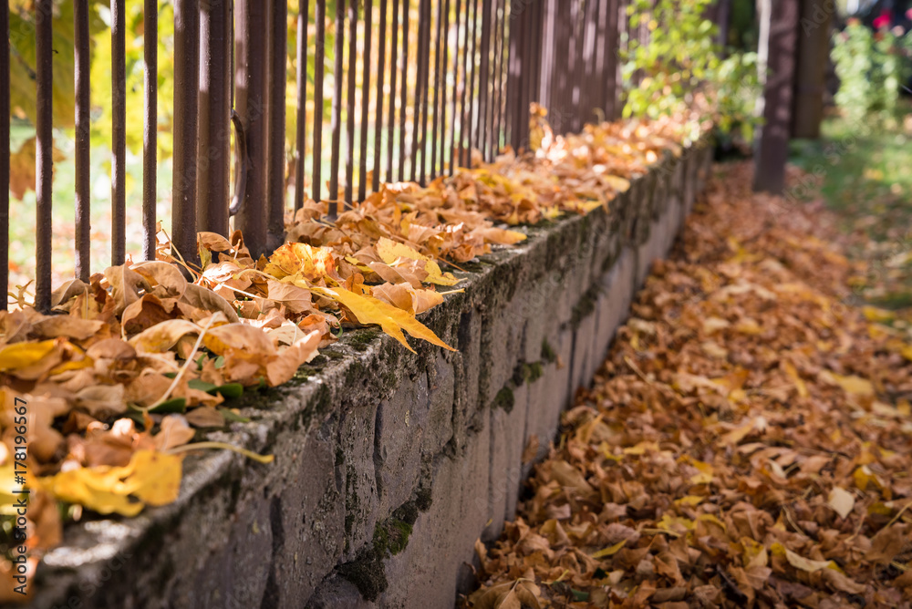Brown fallen autumn leaves on the sidewalk and fence Brown fallen autumn leaves on the sidewalk and fence
