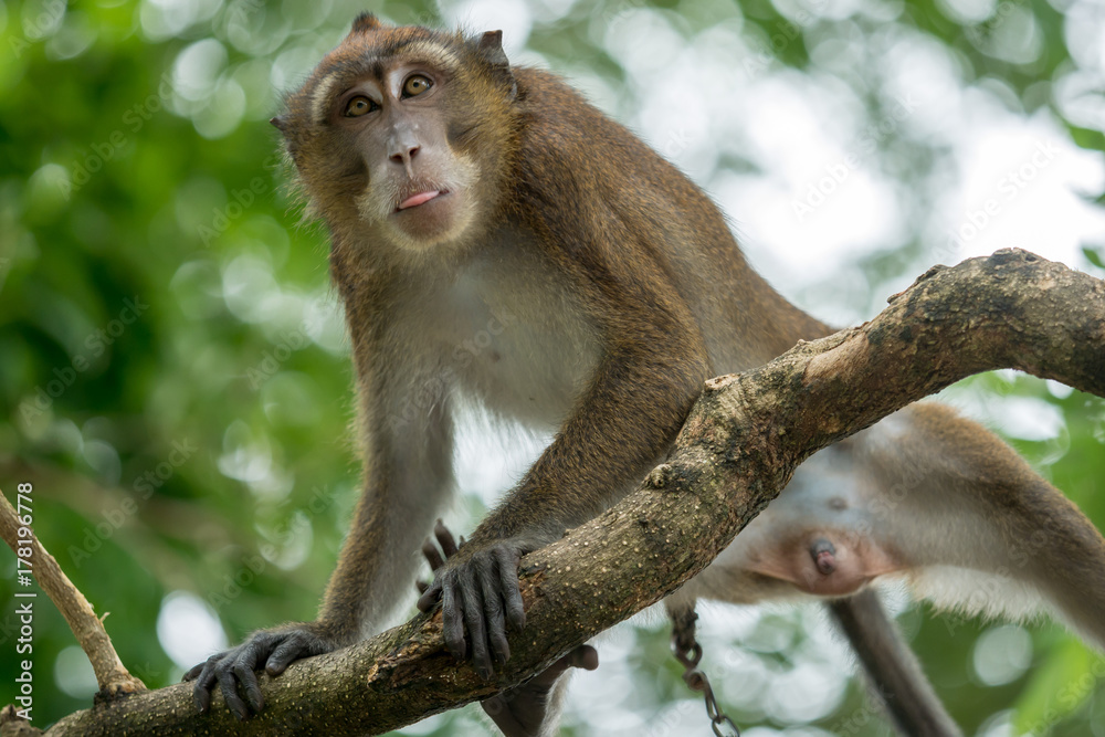 Monkey on a tree branch