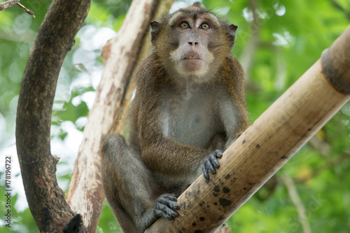 Fototapeta Naklejka Na Ścianę i Meble -  Monkey on a tree branch