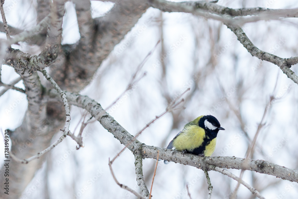 Fototapeta premium Titmouse on branch close up in winter
