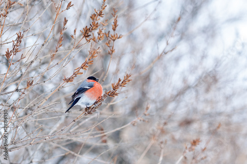 Bullfinch adult male (Pyrrhula pyrrhula) sits on branch in cold snow winter photo