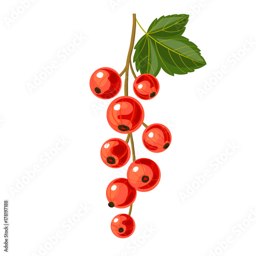 branch of red currant photo